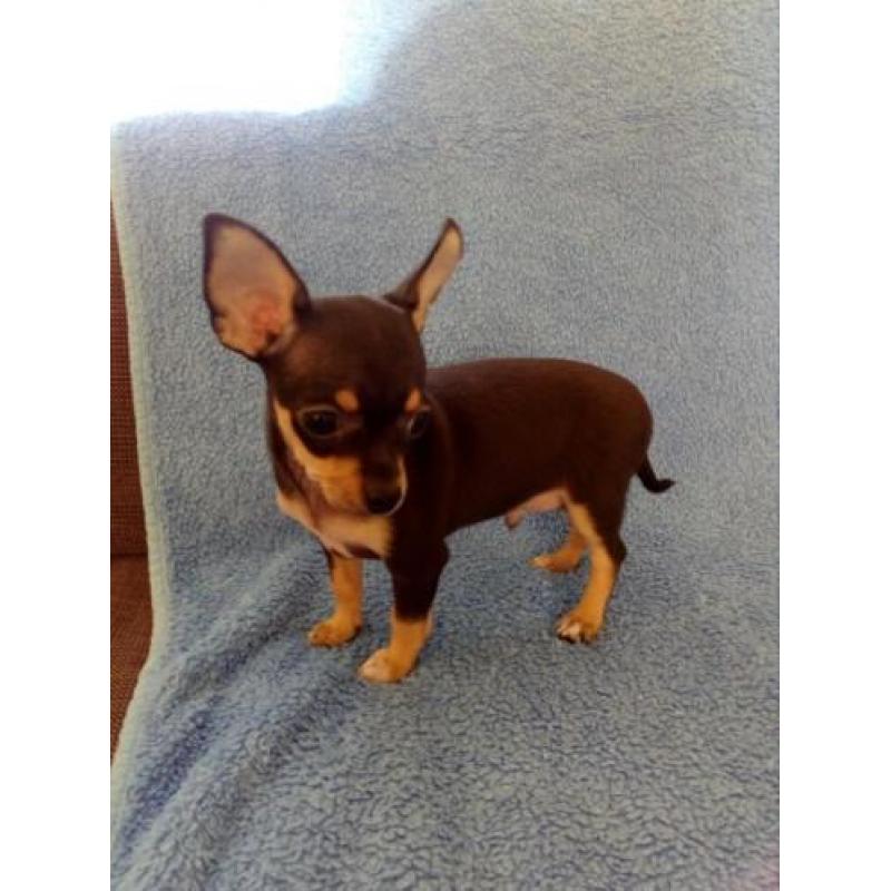 Mooie 8 weken oude Chihuahua puppies.