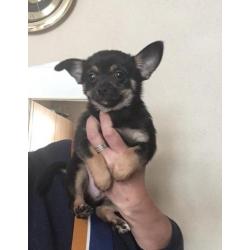 Chihuahua pup