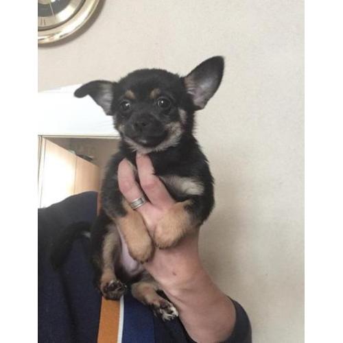 Chihuahua pup