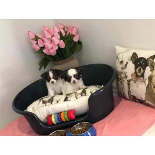 chihuahua pups