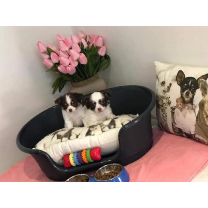 chihuahua pups