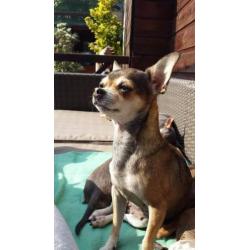 Chihuahua gesteriliseerd teefje van 7 jr