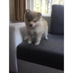 Pomsky F1 pomsky offthehill