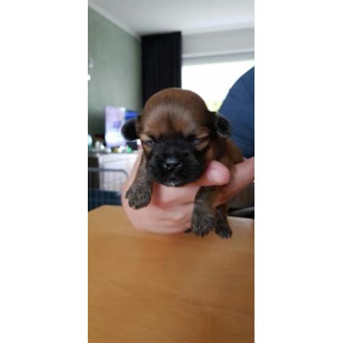 Lhasa Apso pups geboren 22 september 2018