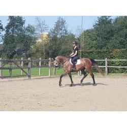 Toekomstige eventer, zeer leuke allrounder. NRPS.