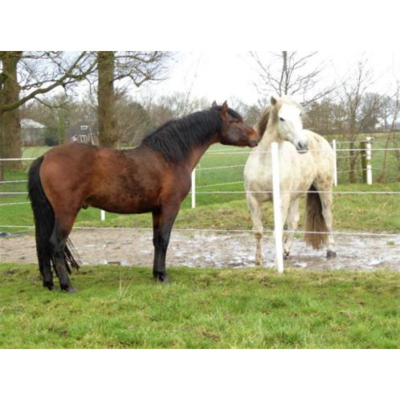 Bijzonder gangenpaard; Andalusier x peruaanse paso