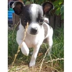 chihuahua pups