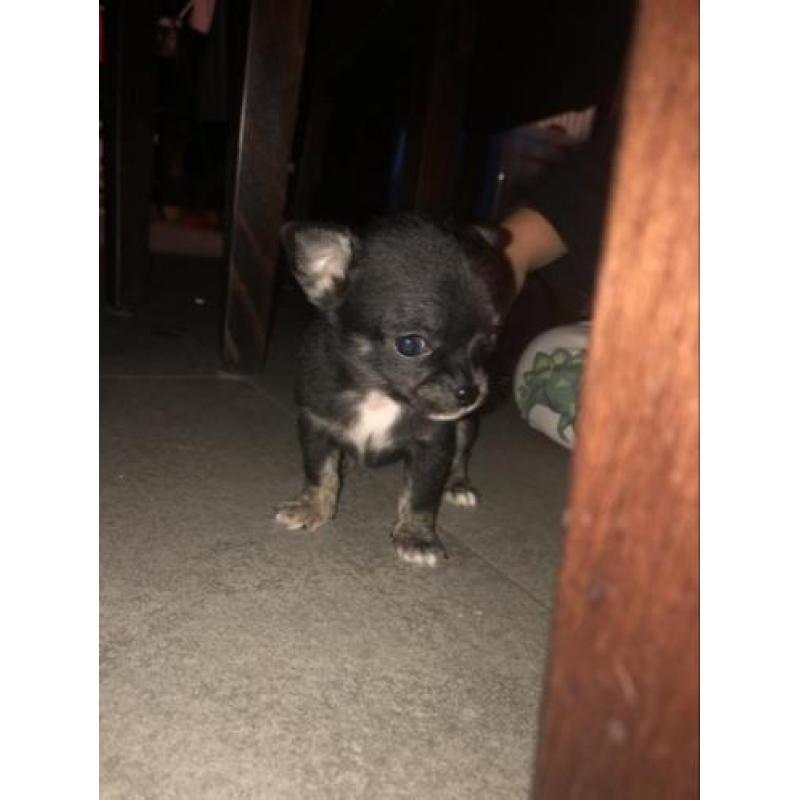 Chihuahua pup