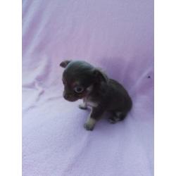 Langhaar en korthaar chihuahua pups