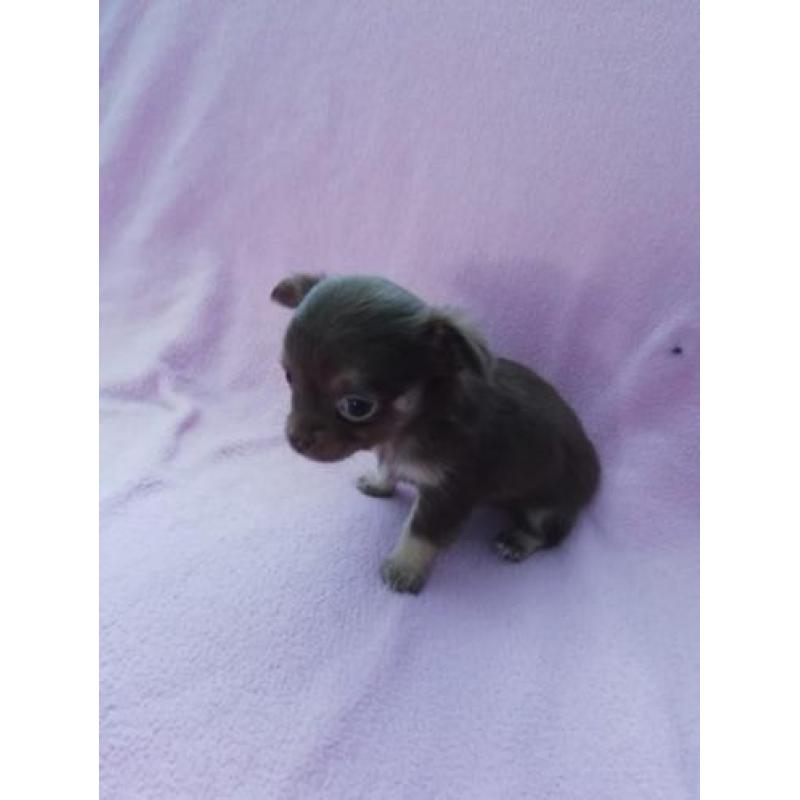Langhaar en korthaar chihuahua pups