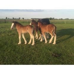 Shires