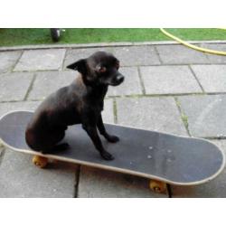 Chihuahua reutje met paspoort 5 jaar