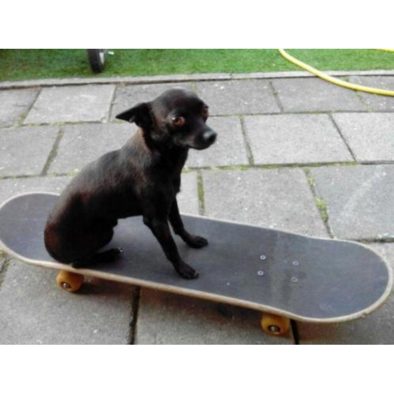 Chihuahua reutje met paspoort 5 jaar