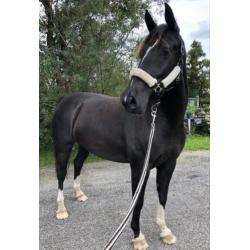 4 jarige zwarte tuigpaard merrie