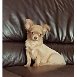 chihuahua reu lilac fawn 8 maanden