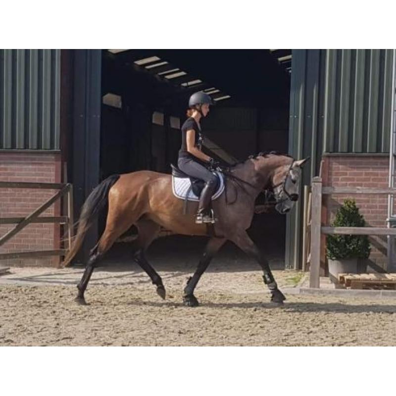 Toekomstige eventer, zeer leuke allrounder. NRPS.