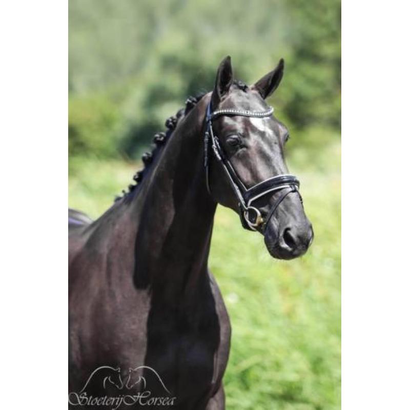 Knappe zwarte ruin van Glamourdale te koop!
