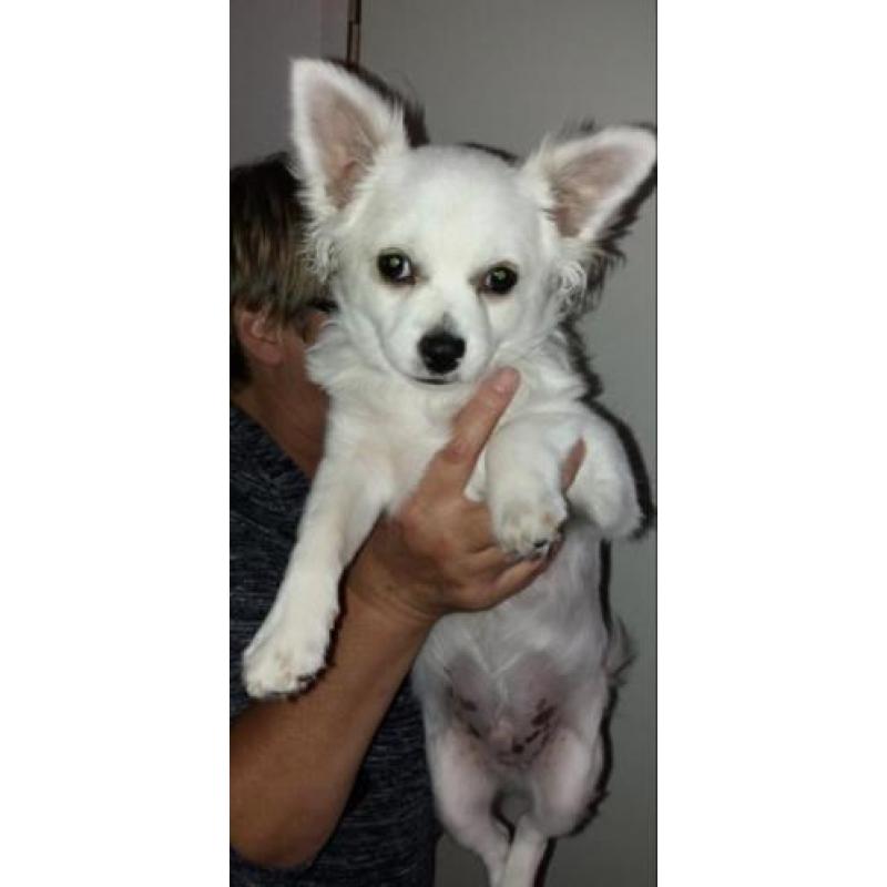 Lieve Chihuahua pup