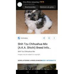 Puppy's worden volgende maand geboren