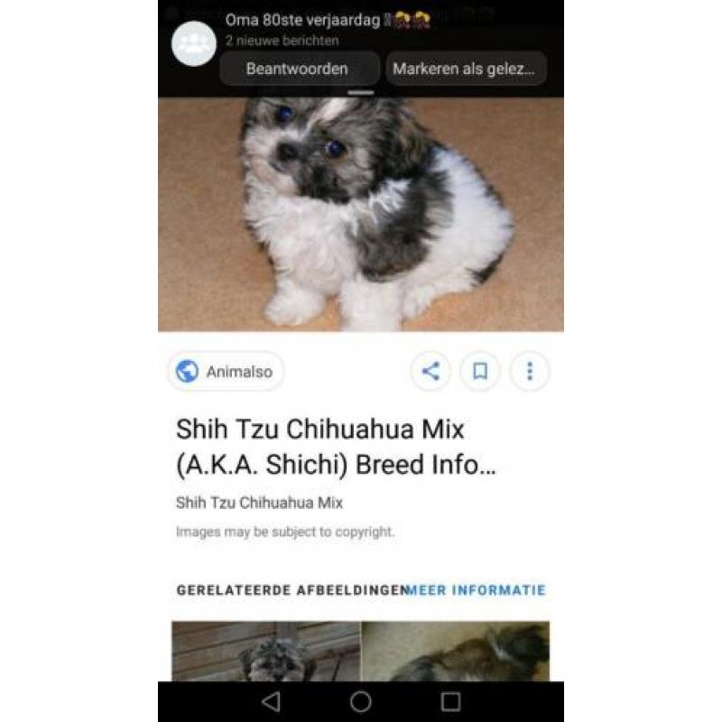 Puppy's worden volgende maand geboren