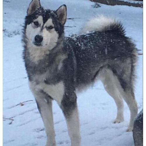 Alaskan malamute (reu) warm huisje gezocht