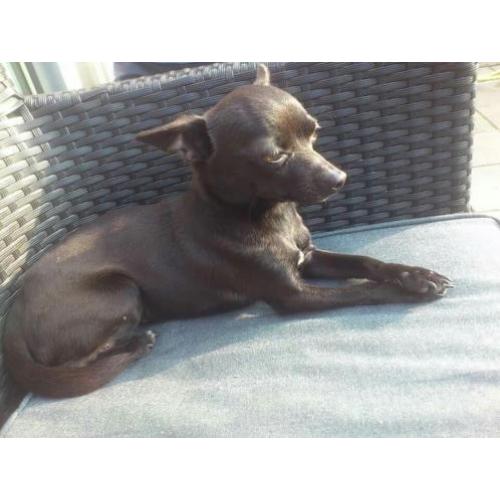 Chihuahua reutje met paspoort 5 jaar
