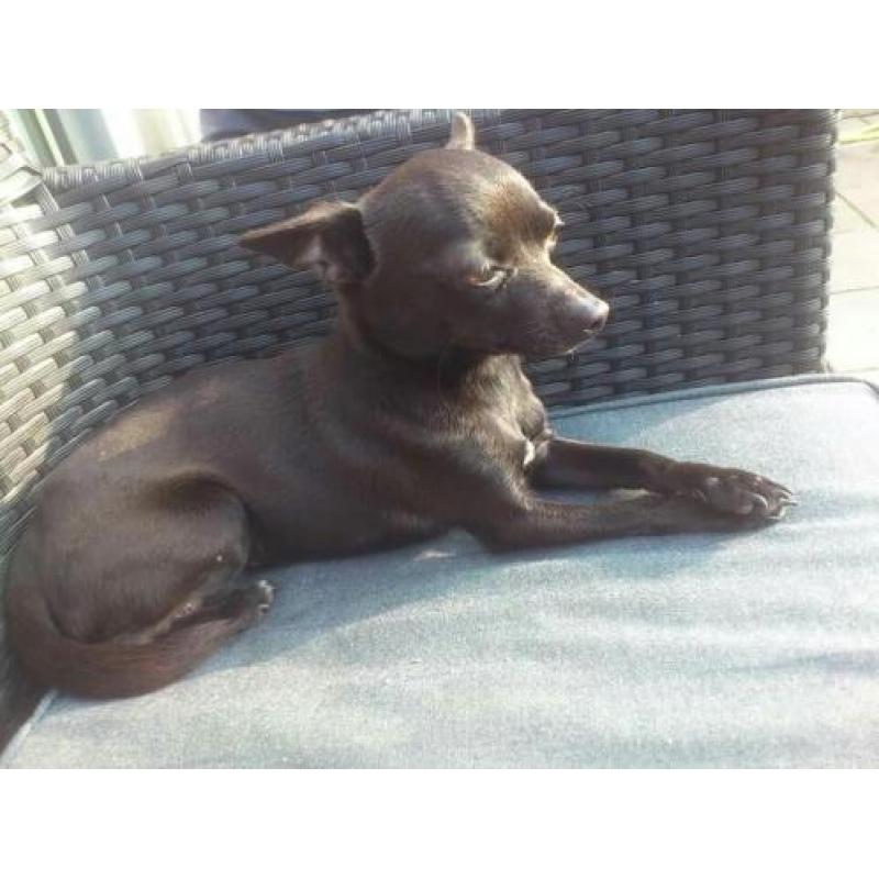 Chihuahua reutje met paspoort 5 jaar