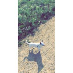 Chihuahua pup
