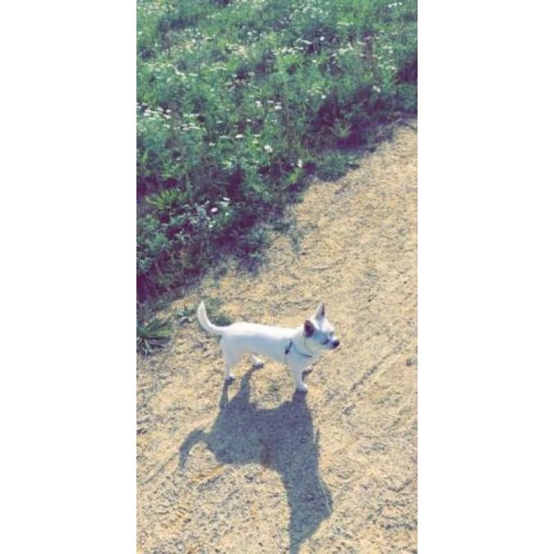Chihuahua pup