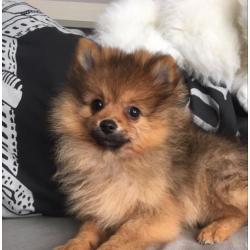 pomeranian pomeriaan dwergkees
