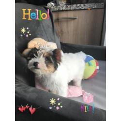 Sweet "Pilly" raszuiver Bieuwer Yorkshire terrier