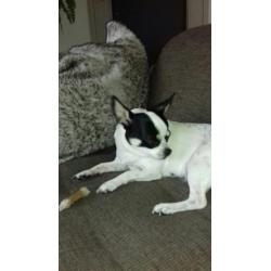 Puppy's worden volgende maand geboren