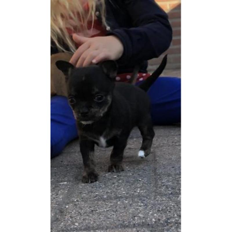 Chihuahua pup