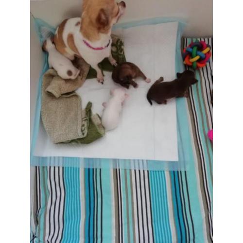 Langhaar en korthaar chihuahua pups