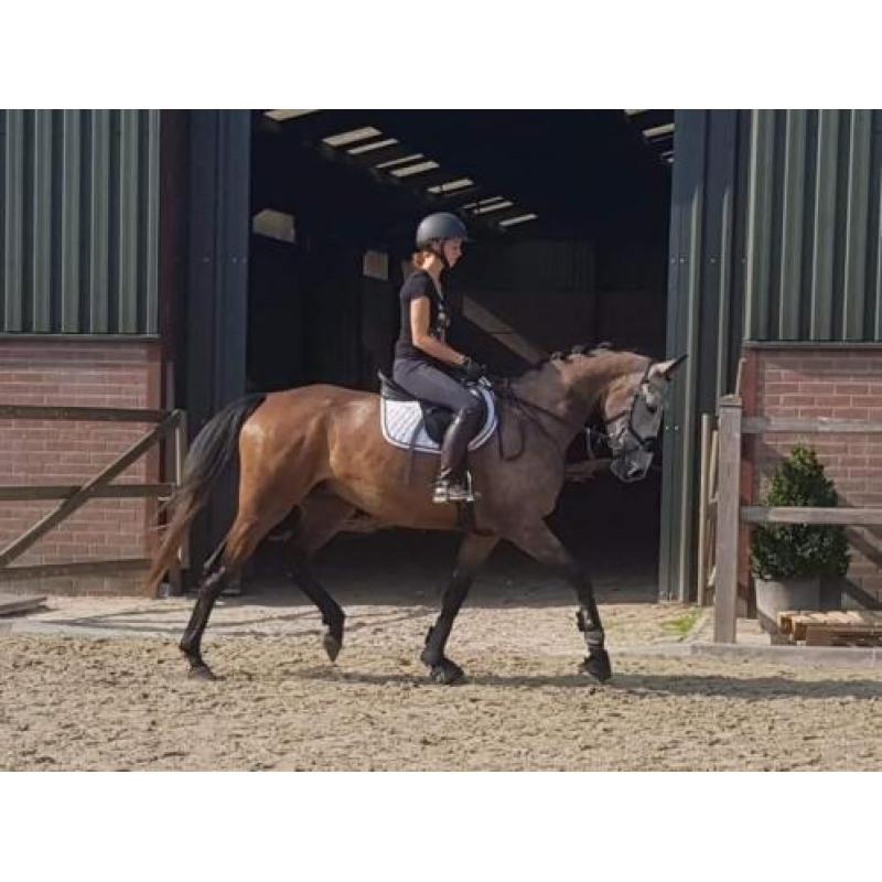 Toekomstige eventer, zeer leuke allrounder. NRPS.