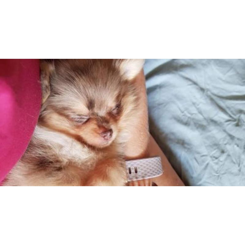 Pom-chi teefjes