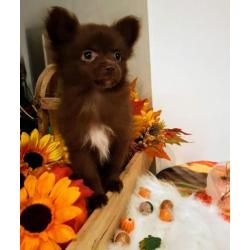 Pom-chi teefjes