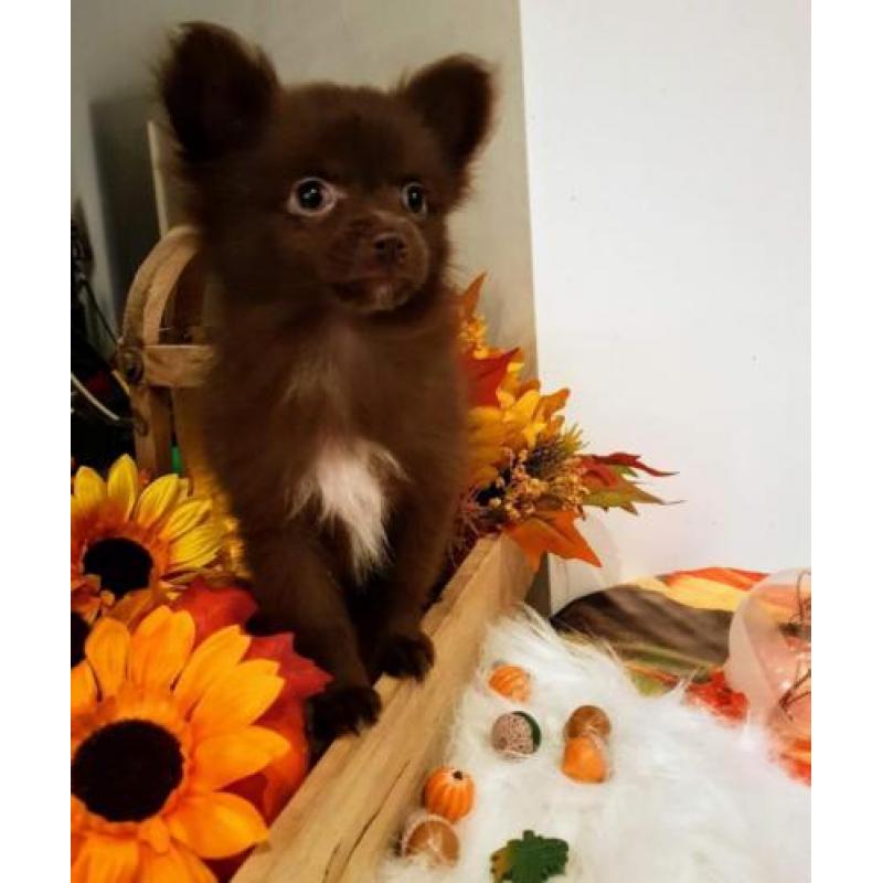 Pom-chi teefjes