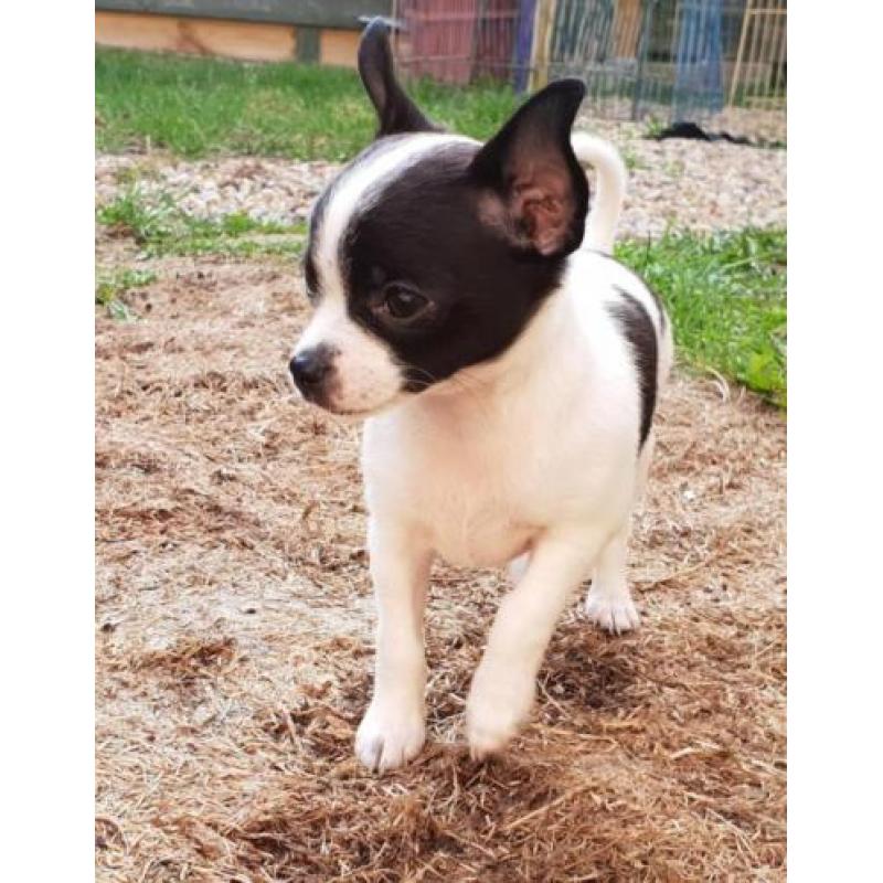 chihuahua pups