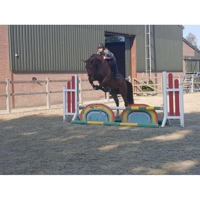 Mooie allround rijpaard. NRPS.