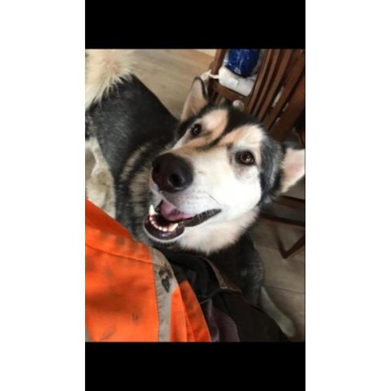 Alaskan malamute (reu) warm huisje gezocht