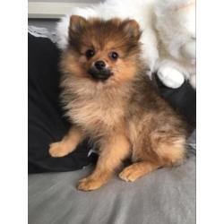 pomeranian pomeriaan dwergkees