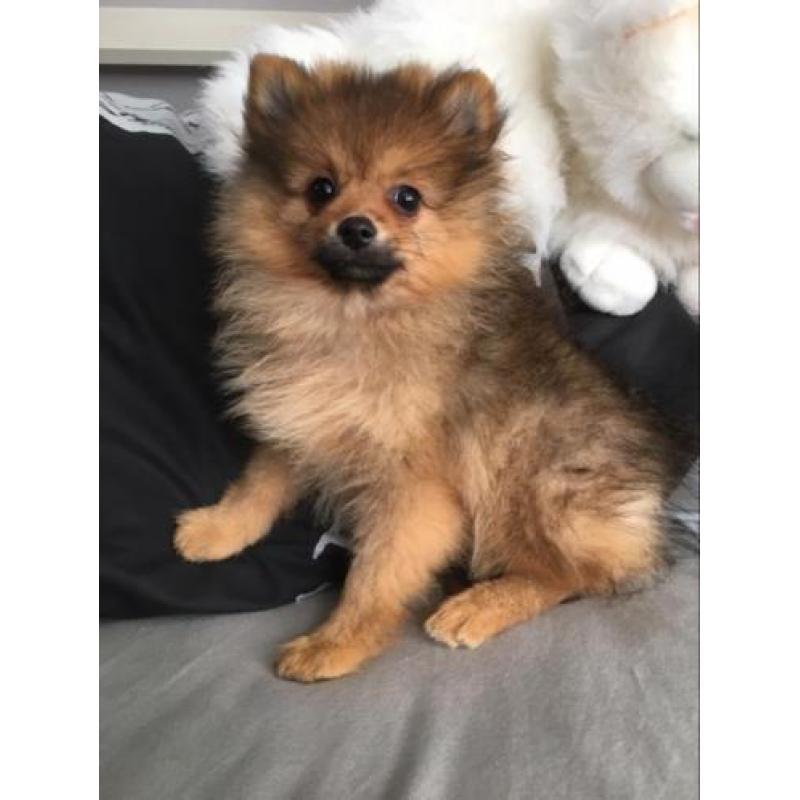 pomeranian pomeriaan dwergkees
