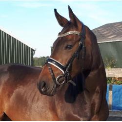 Knappe goed bewegende 6jarige dressuurmerrie