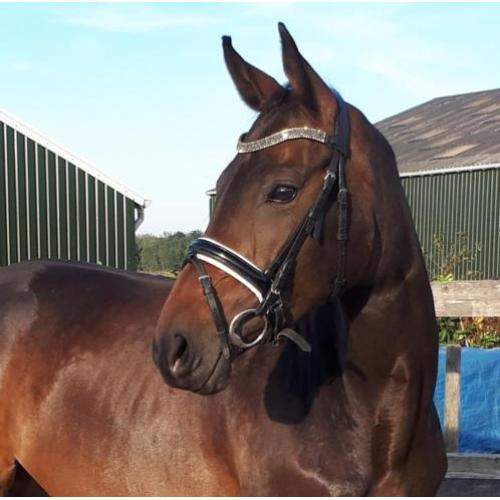 Knappe goed bewegende 6jarige dressuurmerrie