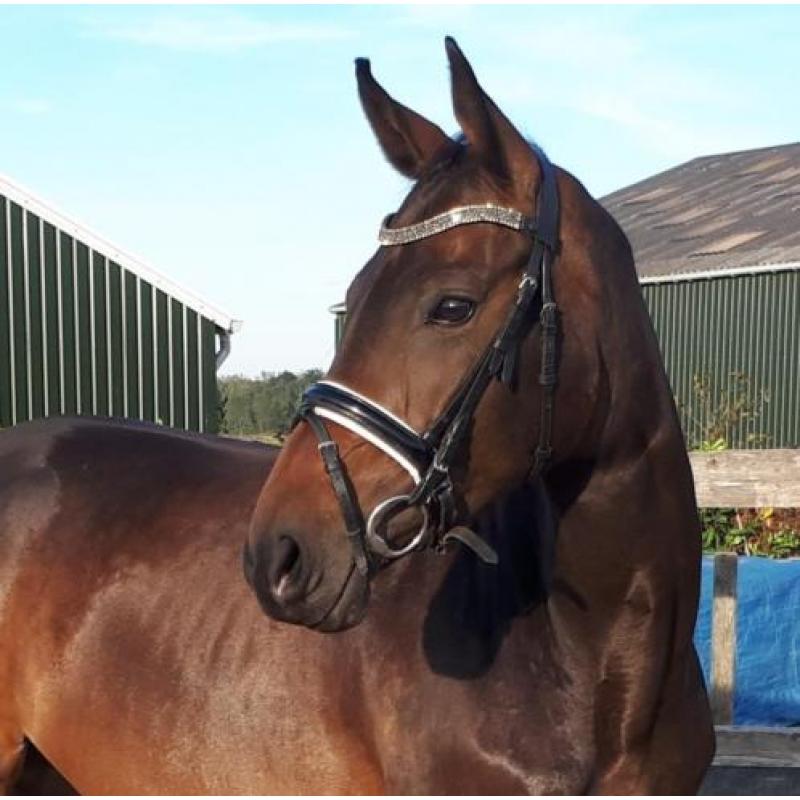 Knappe goed bewegende 6jarige dressuurmerrie