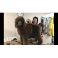 Schitterende bruine grote poedel pups