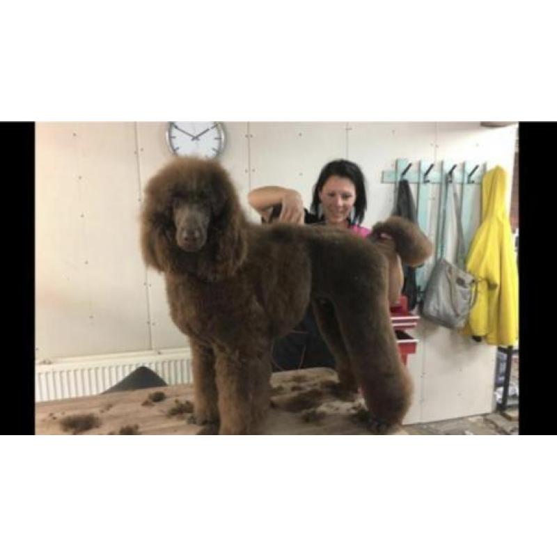 Schitterende bruine grote poedel pups