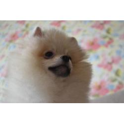 Male Pomeranian with pedigree