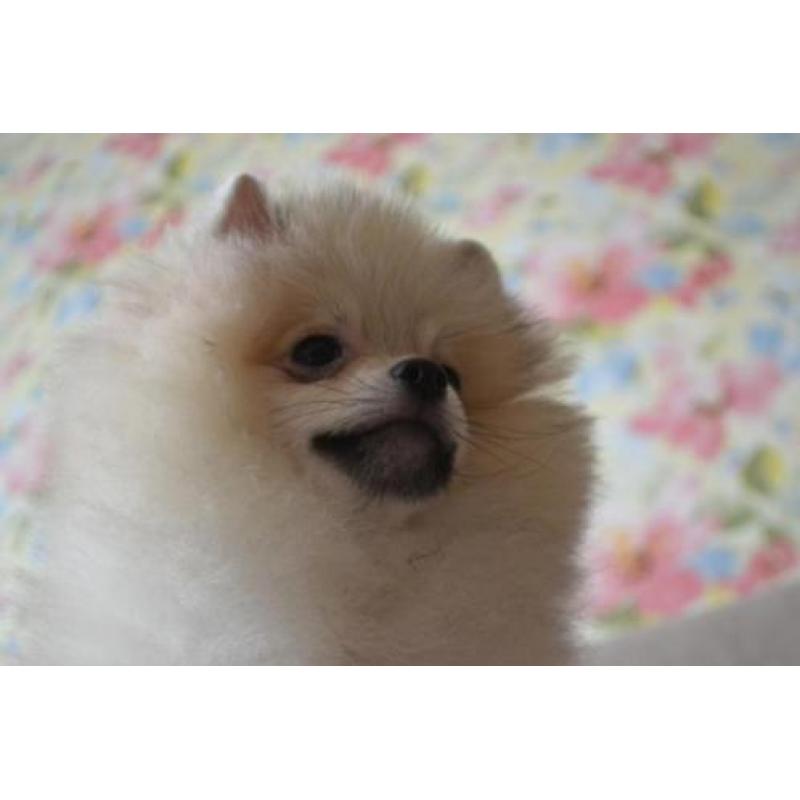 Male Pomeranian with pedigree
